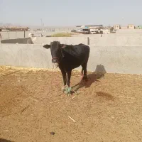 گوساله ماده یک سال و نیم نهبندان|حیوانات مزرعه|بیرجند, |دیوار