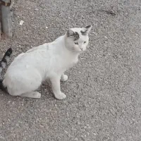 گربه ی سفید پیدا شده