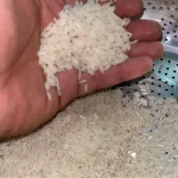 برنج صدری دم سیاه گیلان