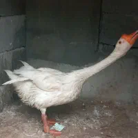 قوغاز