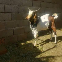 گوسفند|حیوانات مزرعه|بم, |دیوار