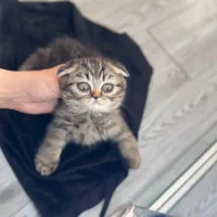 اسکاتیش گلد تبی دوماهه