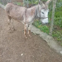 الاغ نر 4به5