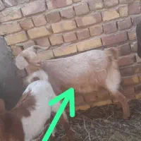 سلام خاستن باشید گره ماده است کیلو ۳۲۰ تومن میدم