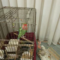 پرنده / طوطی برزیلی / 3 عدد پرنده طوطی برزیلی|پرنده|قرچک, زیبا شهر|دیوار