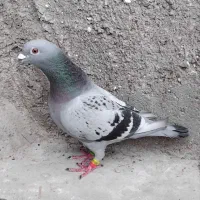 ماده پولکی تخم بچی