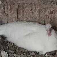 بوقلمون|حیوانات مزرعه|اندیمشک, |دیوار