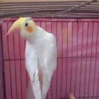 عروس هلندی نر|پرنده|اهواز, پردیس دو|دیوار
