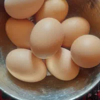 فروش تخم مرغ محلی