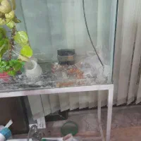 آکواریوم بزرگ با پایه|ماهی|آشخانه, |دیوار