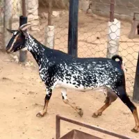 عمان بزغاله|حیوانات مزرعه|ساری, |دیوار