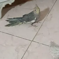 عروس هلندی گم شده