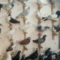 چخ کفترسارشازده سارموشی ساده زردکرمونی کله شامی