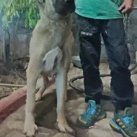 سگ ماده پدر پژدر مادر سرابی دورگه هست