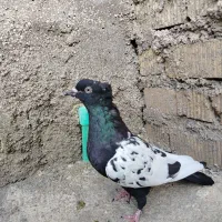 کبوتر|پرنده|مرودشت, پشت سایپا|دیوار