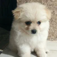 فروش پامر عروسکی 2ماهه