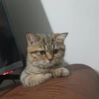 گربه بریتیش و اسکاتیش|گربه|تهران, راه آهن|دیوار