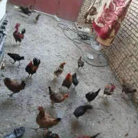 مرغ و خروس محلی