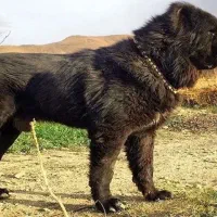 واگذاری توله سگ قدرجانی