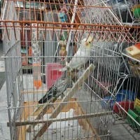 طوطی عروس یک جفت نروماده