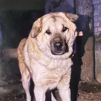 سگ ۱۶ ماهه|سگ|ایجرود, |دیوار