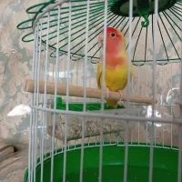 طوطی برزیلی|پرنده|قم, در بهشت|دیوار