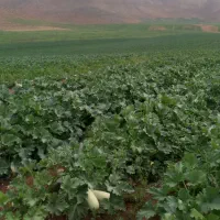 اجاره زمین کشاورزی بارانی کوهرنگ|فروش دفتر صنعتی، کشاورزی، تجاری|کوهرنگ, |دیوار