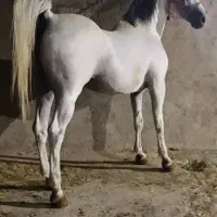 پانسیون و نگهداری اسب