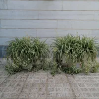باغچه گل گندمی|گل و گیاه طبیعی|تهران, مینای جنوبی|دیوار