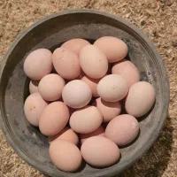 تخم مرغ محلی