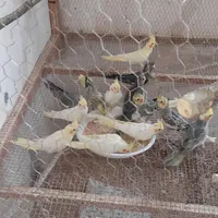 عروس هلندی