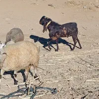 نربز پاکستانی