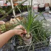 گل و گیاه خاص