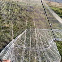 سهره نر تور بزرگ سهره