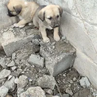 توله سگ خراسانی ماده