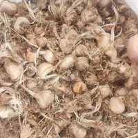 فروشگاه پیاز زعفران زاوه تربت حیدریه|خدمات باغبانی و درختکاری|مینودشت, |دیوار