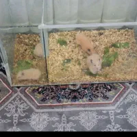 همستر سوری زیبا کرم رنگ فروش فوری|موش و خرگوش|مشهد, نرگس (شهرک غرب)|دیوار