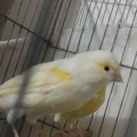 قناری ماده|پرنده|سیرجان, |دیوار