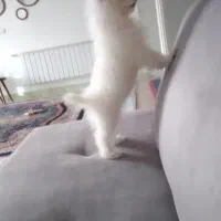 پامر روباهی ماده