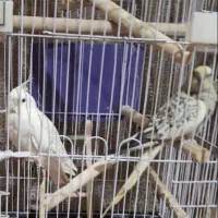 عروس هلندی آلبینو سخنگو