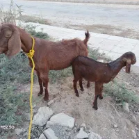 بز ماده مطفل رامشیر