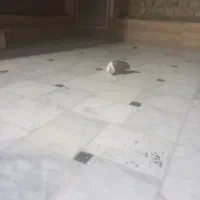 یک عدد کبوتر کربلایی