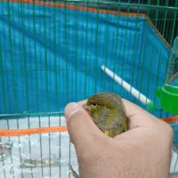 قناری قناری|پرنده|شاهرود, |دیوار