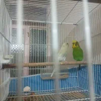 دوجفت مرغ عشق مولد|پرنده|زاهدان, |دیوار