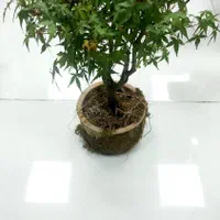 بونسای افرا و جنسینگ|گل و گیاه طبیعی|تهران, شهرک پاسداران|دیوار