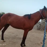 اسب نژاد دار 5ساله