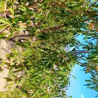 فروش باغ نزدیک پل زمانخان|فروش دفتر صنعتی، کشاورزی، تجاری|زاینده رود, |دیوار