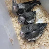 جوجه عروس وایت فیس
