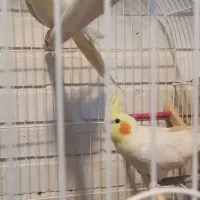 جفت عروس هلندی