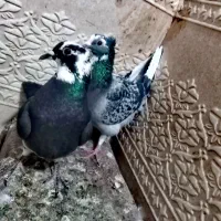 دوعدد کبوتر زمانت همچی